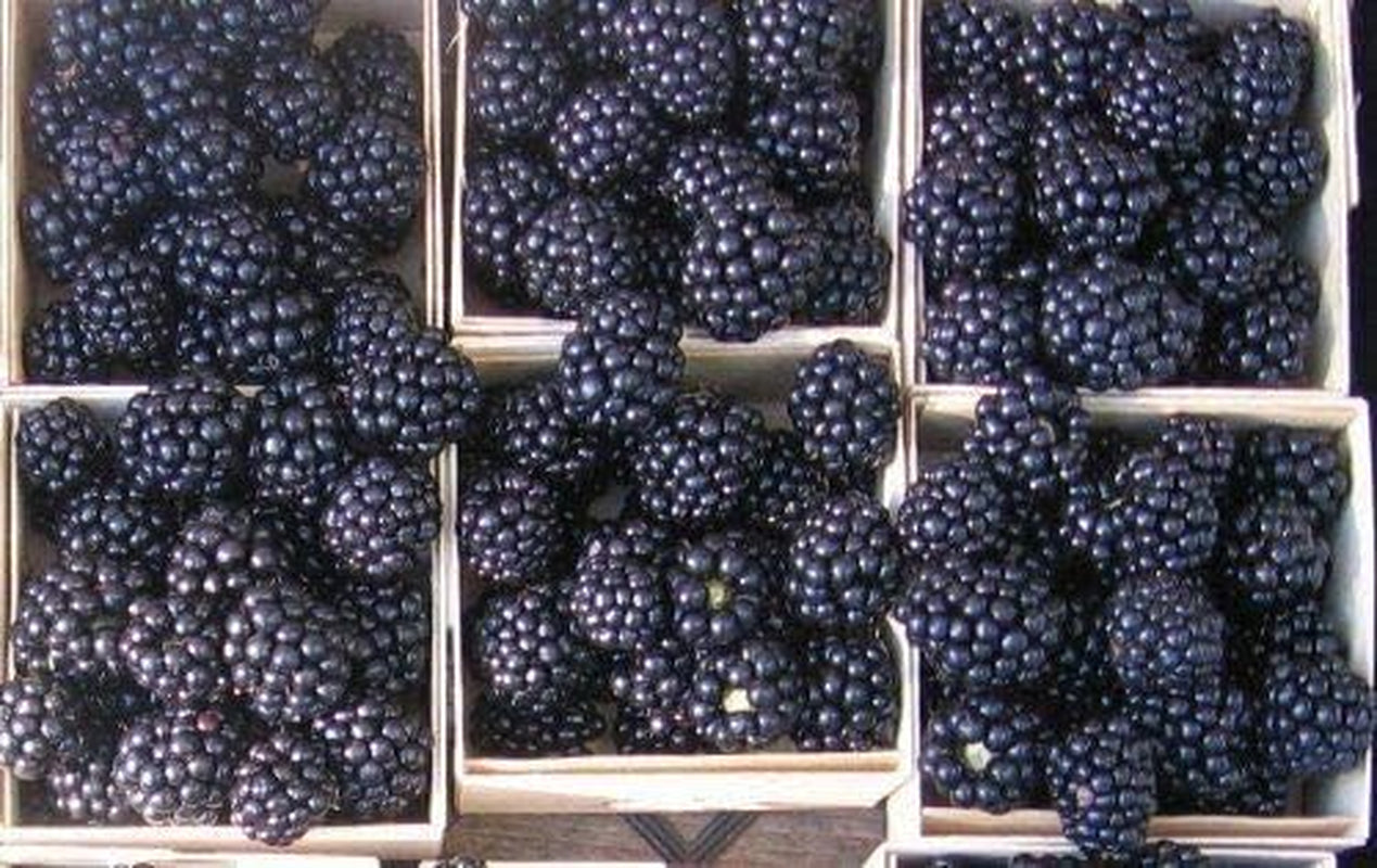 Giant Thornless Blackberry 315 Seeds - Triple Crown Blackberry Fruit Seeds, Blackberry Bush Non GMO Seeds, Wild Grow Unique Seeds, Blackberry Seeds for Planting