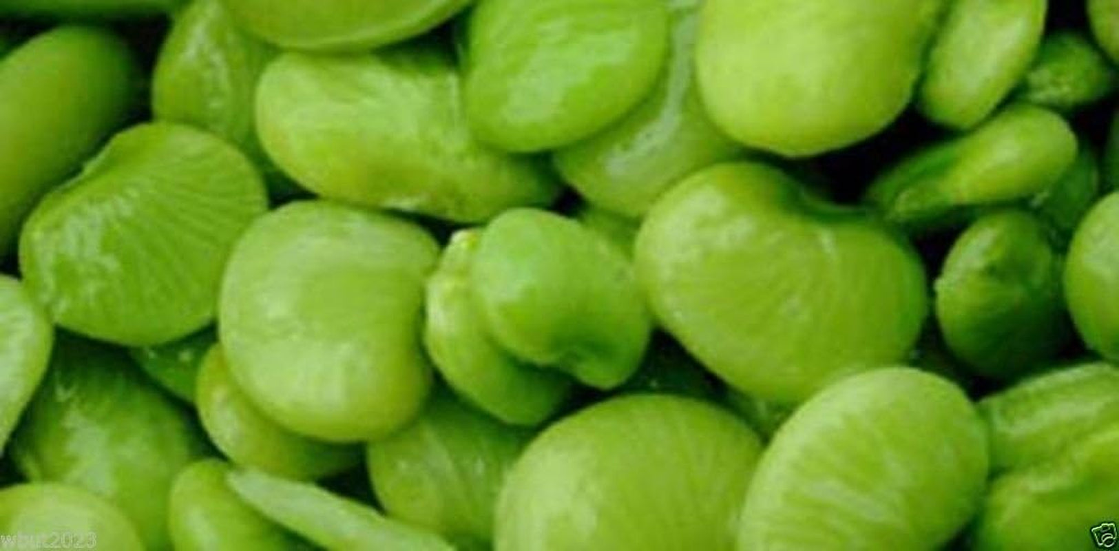 100 Seeds, Giant, White Lima Bean, Pole, Butter Bean (King of the Garden) Heirloom