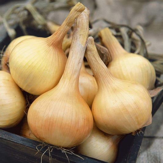 Walla Walla Sweet Onions-5-6 Inch Diameter!! -Extra Large White Onions!! Sweet! (25 - Seeds)