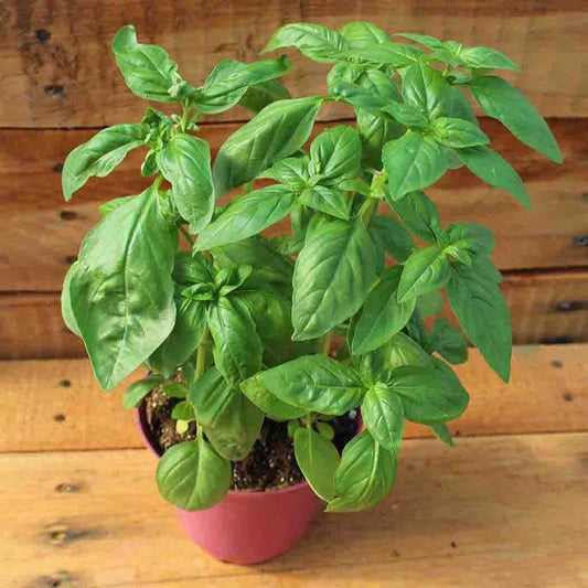 Large Leaf Italian Basil Seeds - 1000 Non-Gmo Seeds