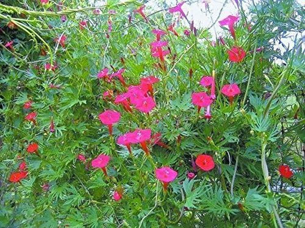 40 CARDINAL CLIMBER VINE Seeds Ipomea Quamoclit ,Red Flower .Perennial
