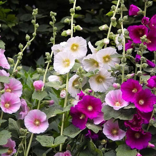 50 Seeds Hollyhock - Indian Spring Mix Flowers Seeds for Planting - Hollyhock Seeds for Homa and Garden