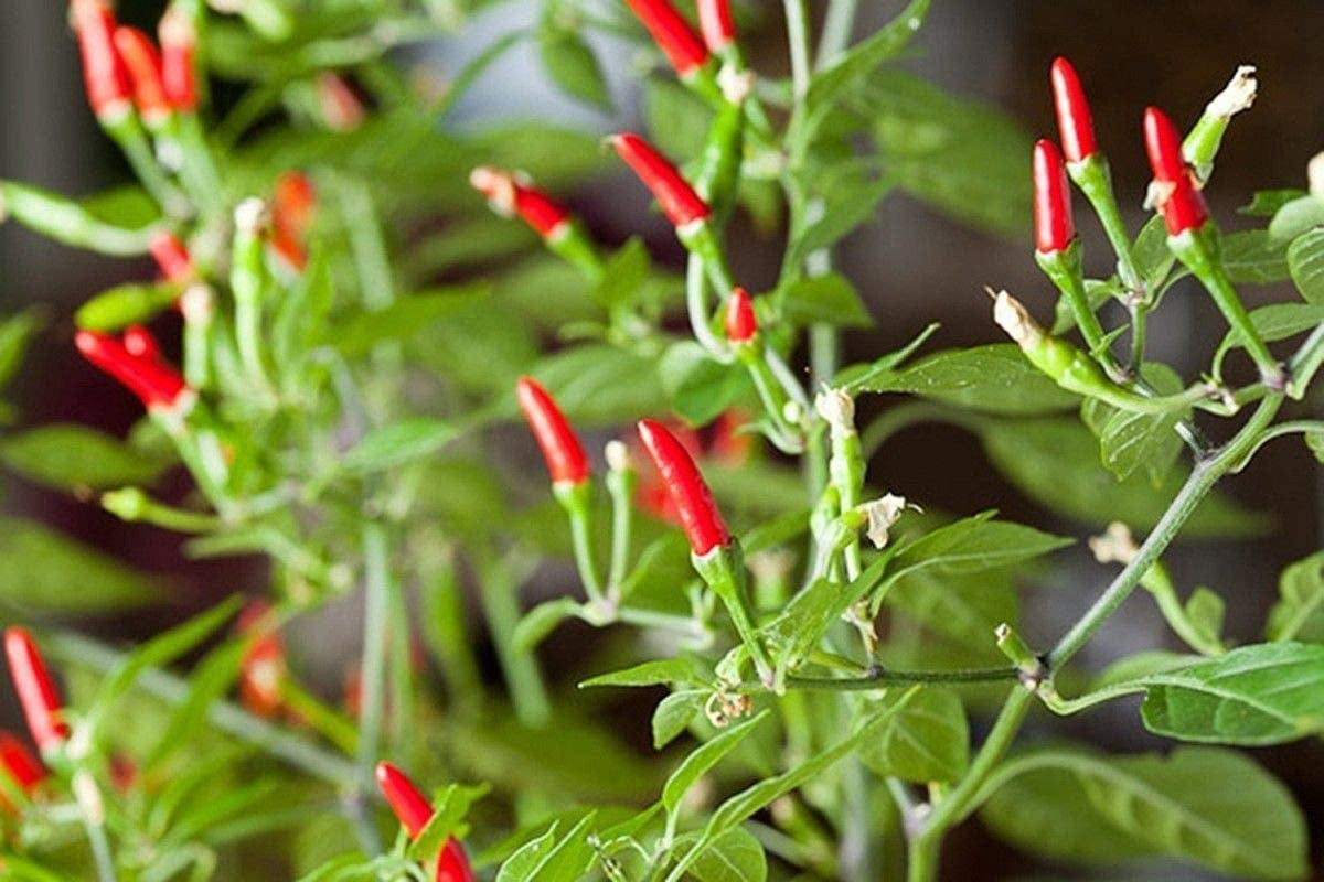 Small Thai Chili Hot Pepper Seeds - Hot Heirloom Chili from Thailand(25 - Seeds)