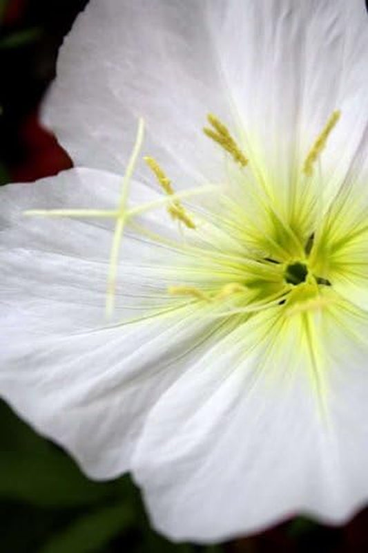 250 WHITE / PALE EVENING PRIMROSE (White Buttercup / Sundrops) Oenothera Pallida Flower Seeds