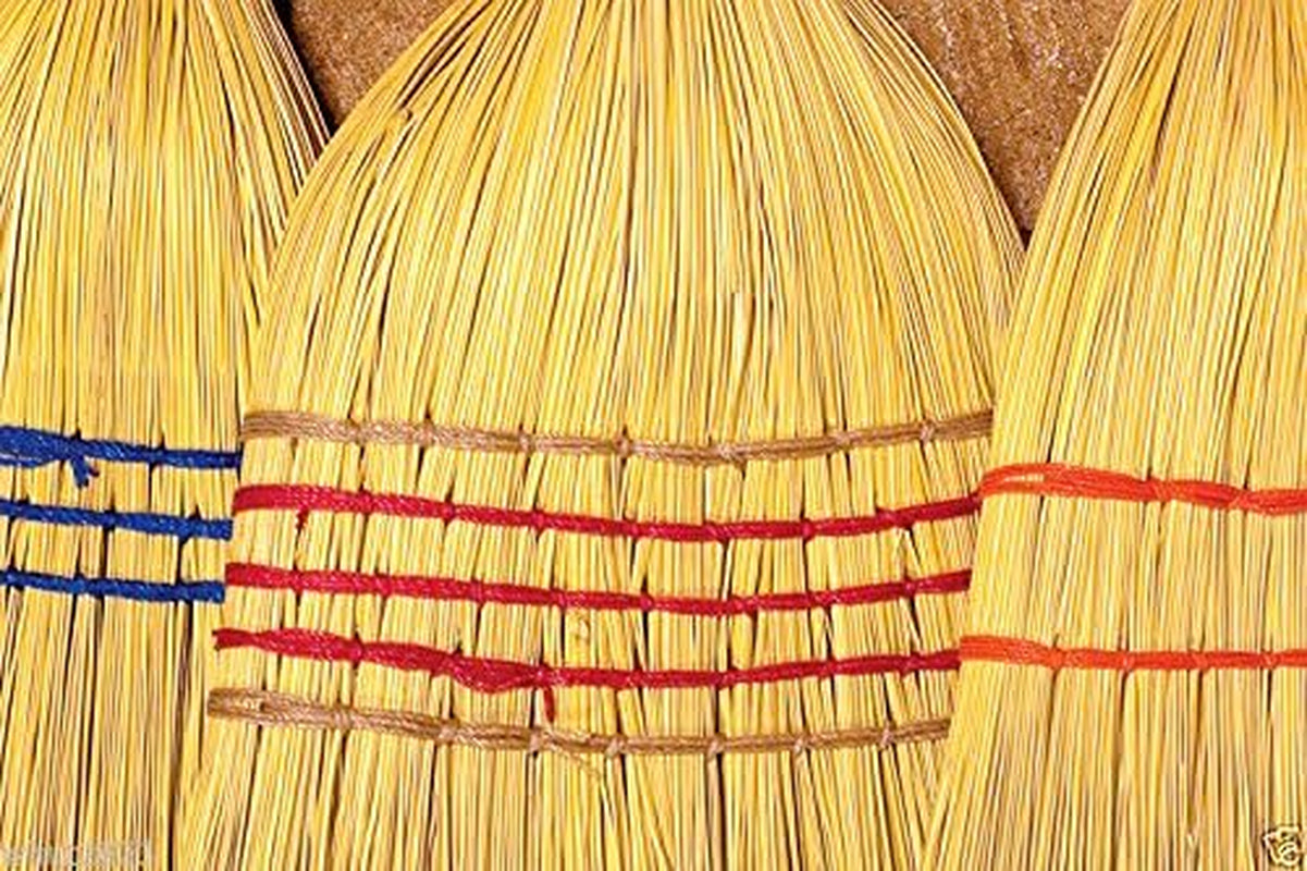 100 Seeds Broom Corn Seeds - Sorghum Vulgar Mixed , Cream, Gold, Red, Brown, Burgundy and More