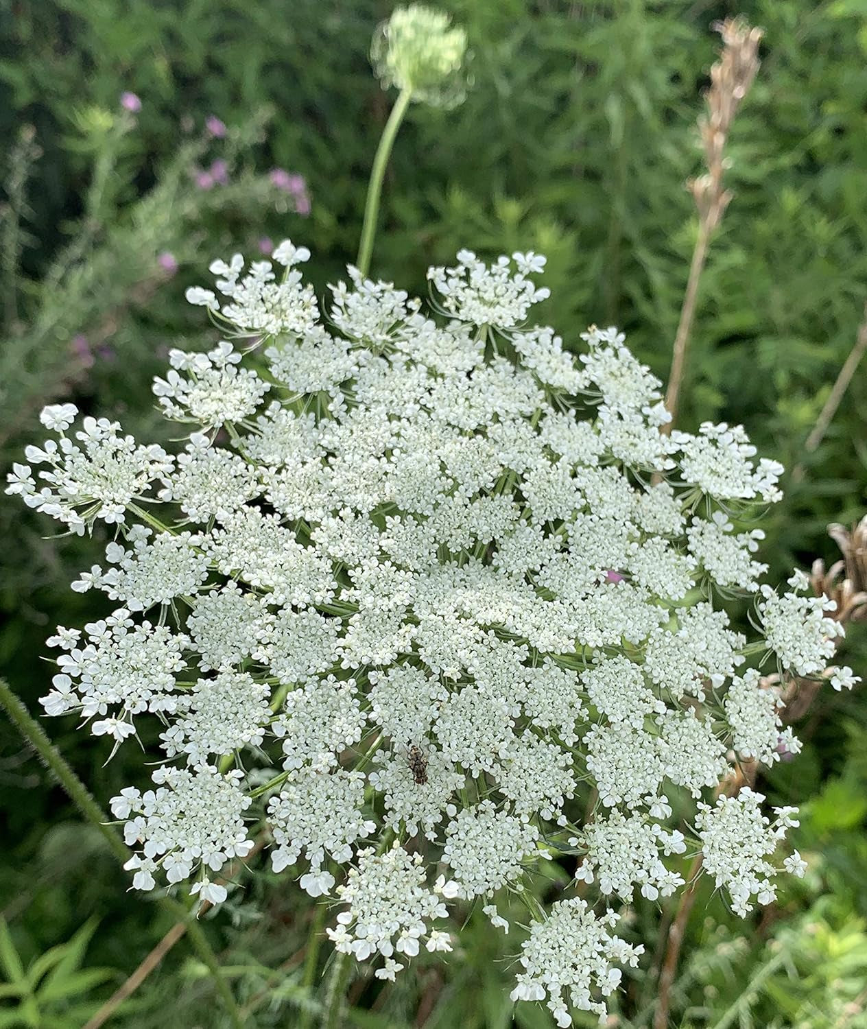 Queen Anne'S Lace- 200 Seeds - 50 % off Sale