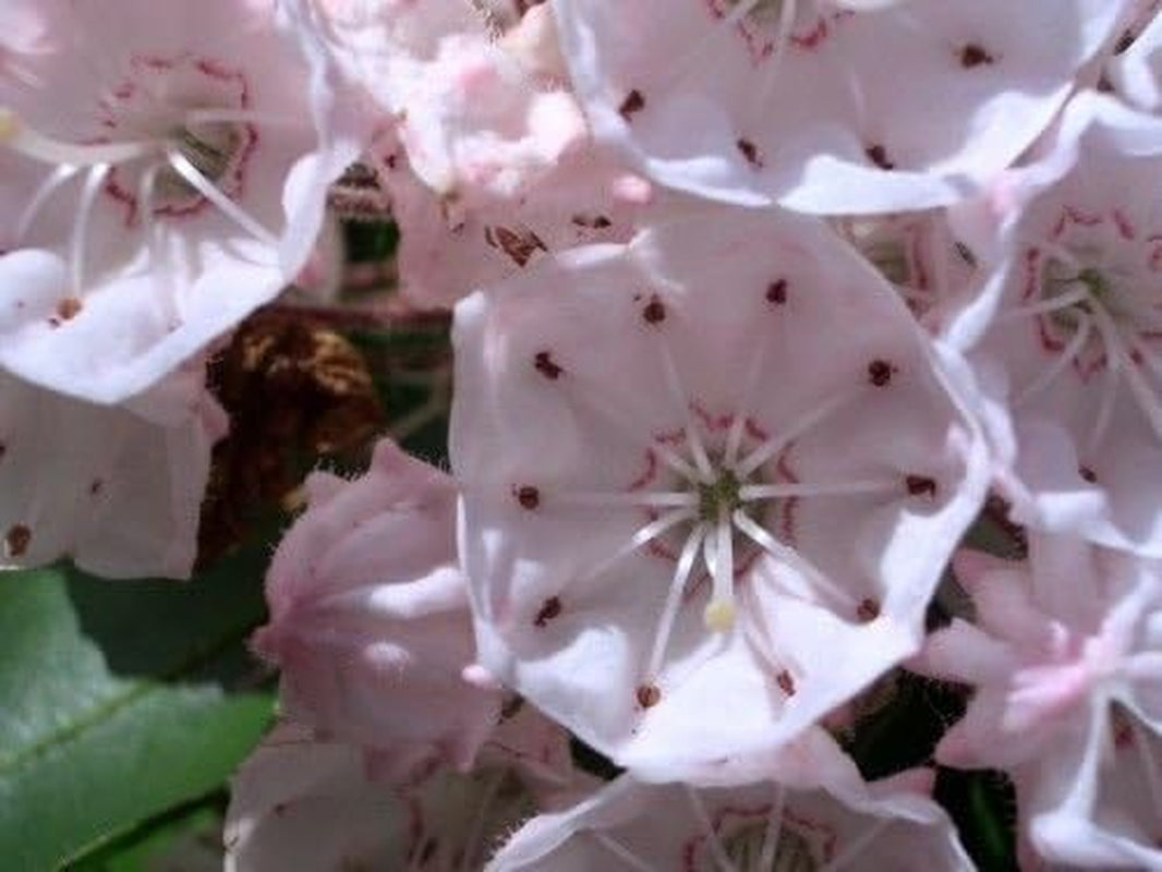 Mountain Laurel Shrub, Kalmia Latifolia,50 Seeds