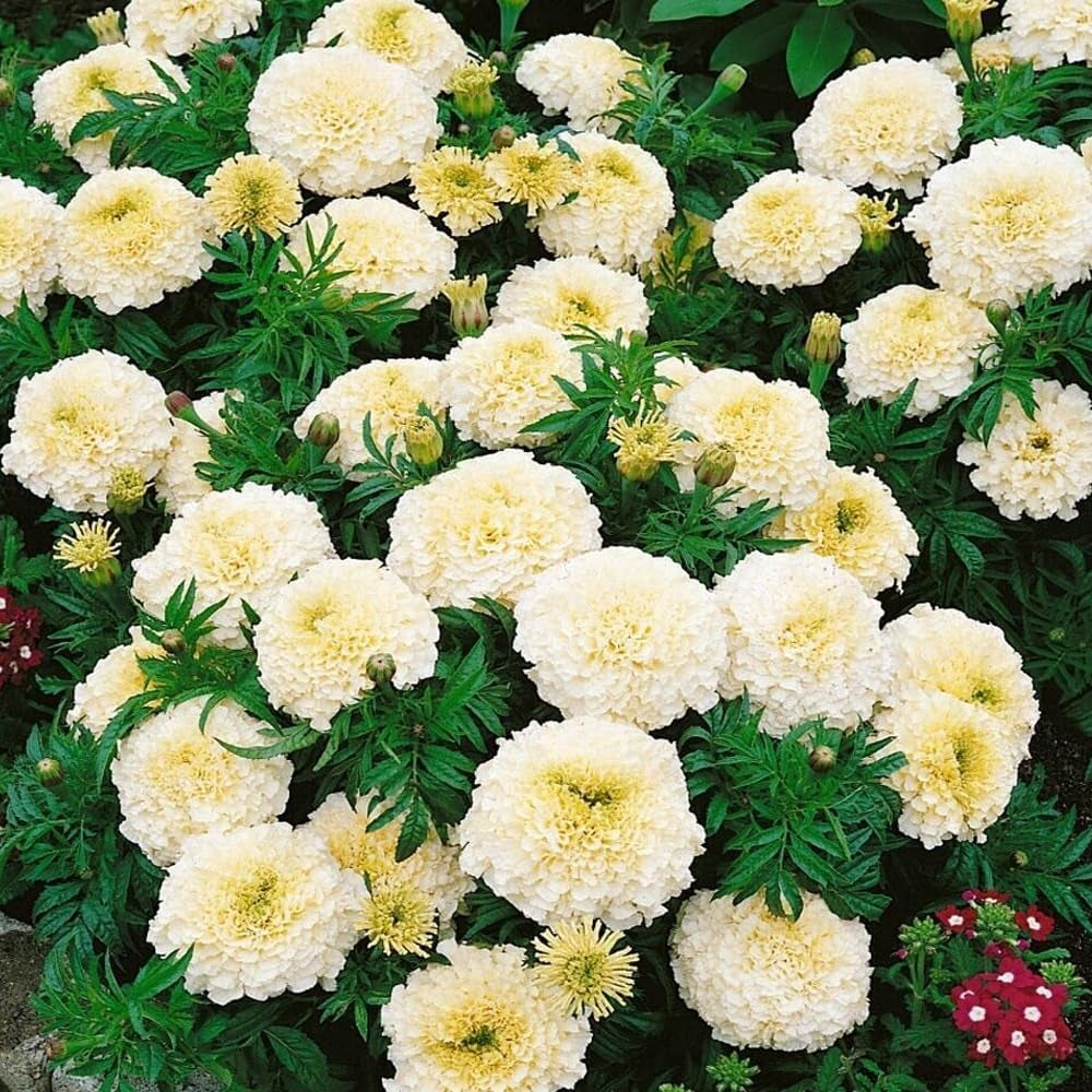50 Seeds Eskimo White African Marigold Flower - Organic Live Seeds for Planting - Flower Fresh Seeds for Home and Garden