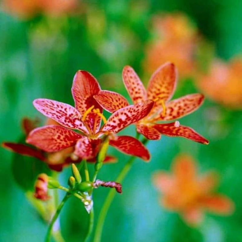 Seeds 10 Black Berry Lily Belmcanda Chinensis - 10 Seeds Lily Flower Organic for Your Garden