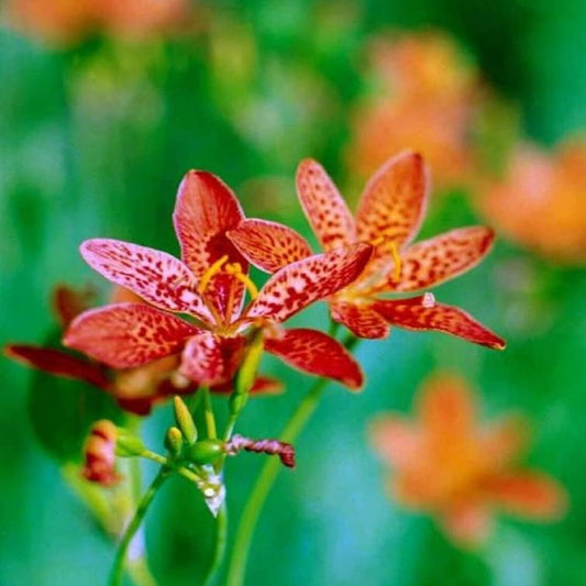 Seeds 10 Black Berry Lily Belmcanda Chinensis - 10 Seeds Lily Flower Organic for Your Garden