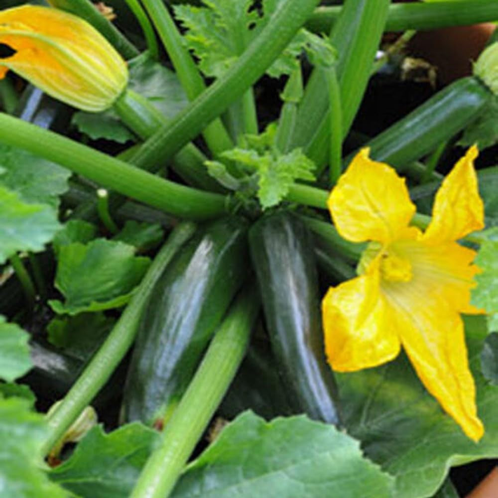 20 Dark Green Zucchini Squash Seeds Courgette Italian Zucchino Vegetable USA - 20+Dark Green Zucchini Squash Seeds Courgette Italian Zucchino Vegetable USA for Planting - Seeds for Home