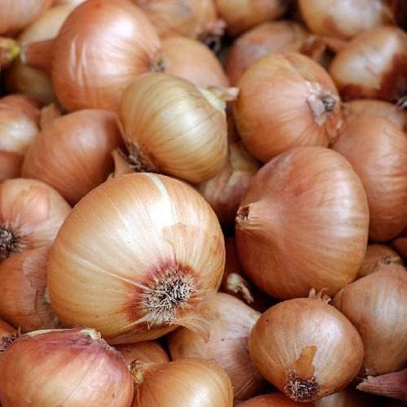 25 Super Sweet Candy Onion Sets Bulb Vidalia Yellow