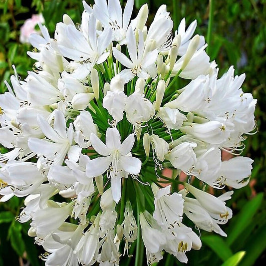 25 White Lily of the NILE Agapanthus Orientalis African Lily Flower Seeds - Organic Fresh Seeds for Planting - Live Seeds for Home Landscape