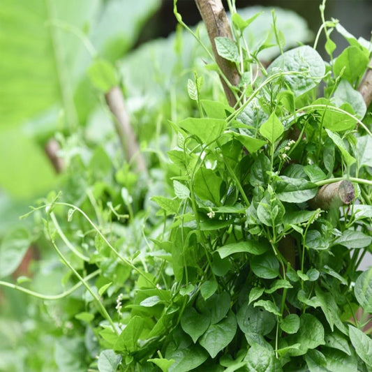 50 Seeds Green Malabar Spinach Seeds Mongtoi Mu Er CAI Ceylon Spinach Vine Spinach - Organic Fresh Seeds for Planting - Seeds for Home and Garden