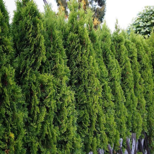 50 Seeds American Arborvitae - Thuja Occidentalis - Organic Plant Fresh Seeds for Home and Garden - Fresh Live Seeds for Planting