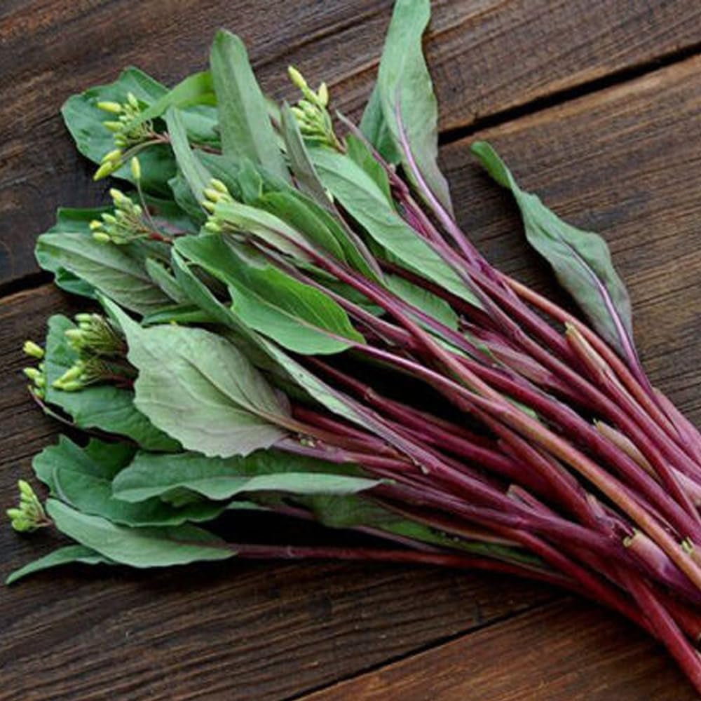 200 Seeds Purple Choy Sum Seeds Hon-Tsai Tai Kosaitai Chinese Flowering Cabbage - Organic Plant Seeds for Home and Garden - Seeds for Planting - Live Purple Choy Sum Seeds