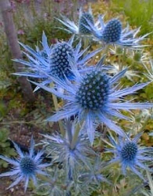 25 BLUE STAR SEA HOLLY Eryngium Flower Seeds by