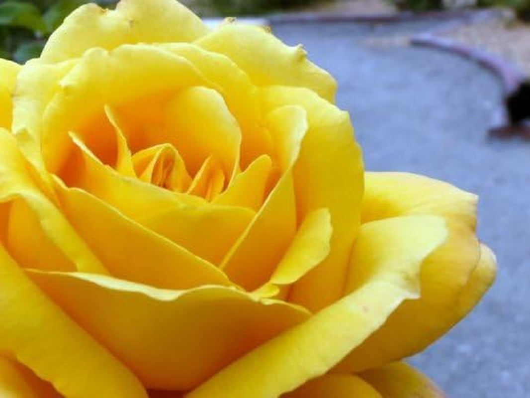5 YELLOW ROSE Rosa Bush Shrub Perennial Flower Seedscomb S/H