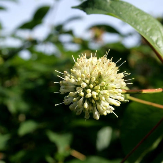 Buttonbush 70 Seeds - Honeyball Shrub (Cephalanthis Occidentalis) - Organic Fresh Seeds for Planting - Seeds for Home and Garden