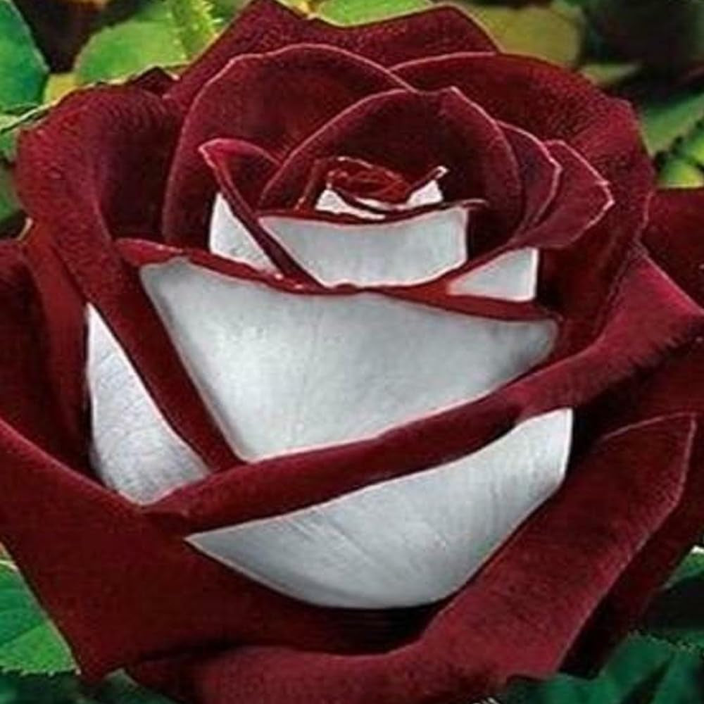 Love in Rose Bush 20 Seeds - Rare - Red White Rose Seeds - Organic Red Flower Seeds for Planting - Live Seeds for Your Beautiful Home and Garden