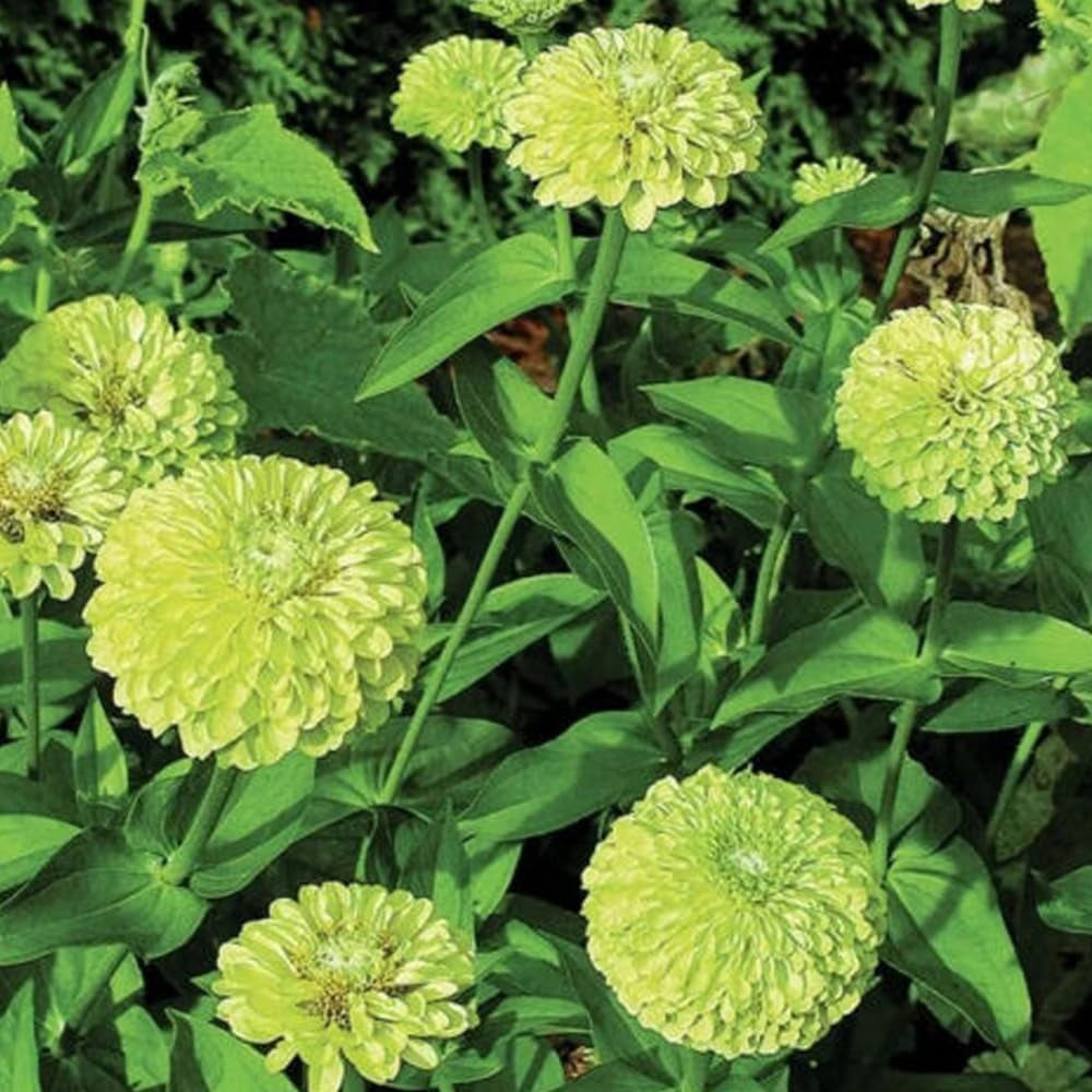 Flower 100 Seeds Giant Zinnia "Envy" Green - Organic Fresh Seeds for Planting - Live Flowers Seeds for Home and Garden