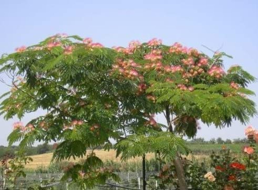 New Mimosa Silk Tree, Albizia Julibrissin, 30 Seeds (Fast, Hardy, Showy, Fragrant)