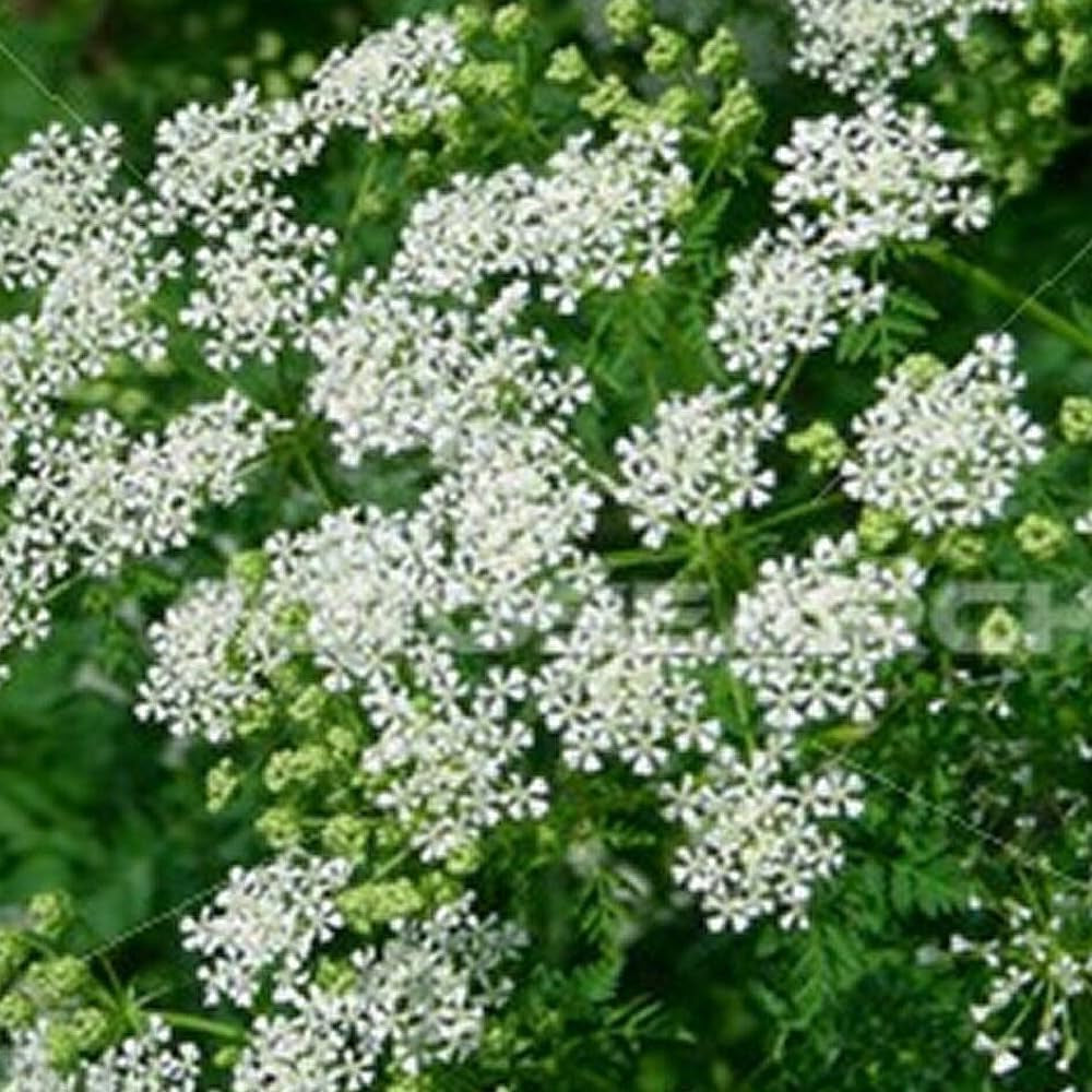 White Flower Queen Anne'S Lace- 500 Seeds- Organic Fresh Seeds for Planting - Live White Flower Seed