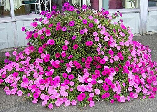 Old Fashioned Petunia Mix * 100+ Seeds * Vining * White, Red, Pink, Purple, Blue, Purple/White Mix Shades
