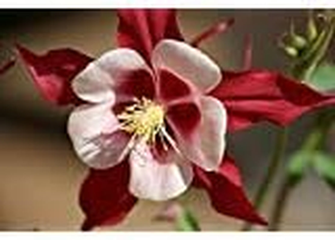 25 CRIMSON STAR COLUMBINE Red & White Mckana'S Giant Aquilegia Flower Seeds