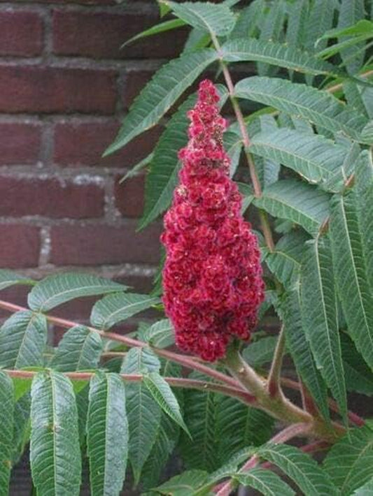 Staghorn Sumac Tree Rhus Typhina Yellow Flowers Red Berries Jocad (50 Seeds)