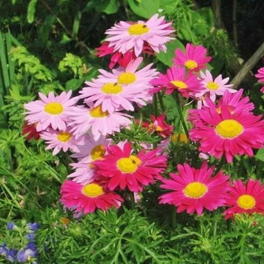 Flowers 100 Seeds Painted Daisy Robinsons Giant Mix Perennial Huge Cut - Flowers Organic Plant Seeds for Home and Garden - Fresh Seeds for Planting