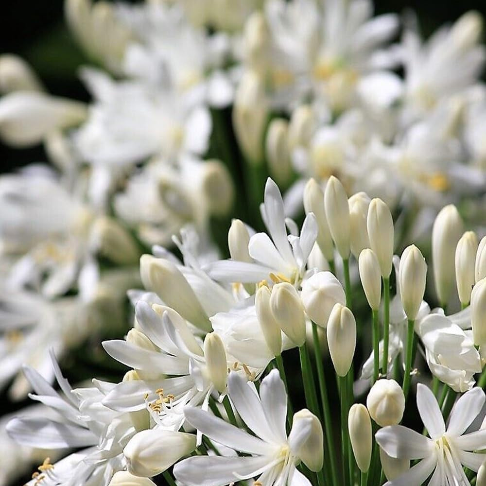 25 White Lily of the NILE Agapanthus Orientalis African Lily Flower Seeds - Organic Fresh Seeds for Planting - Live Seeds for Home Landscape