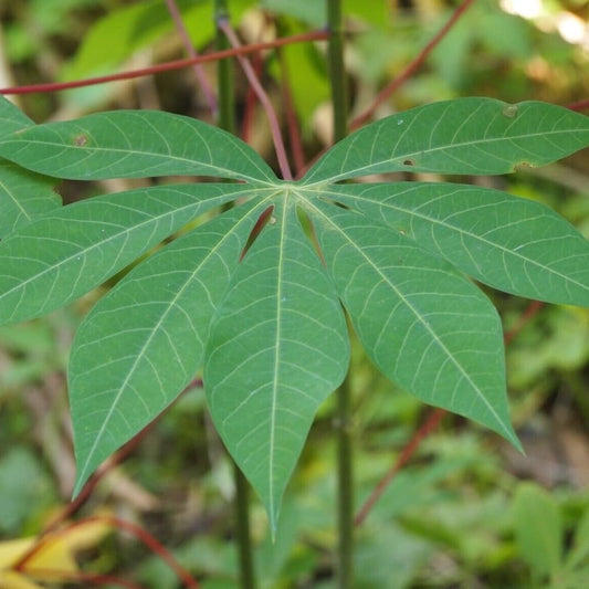 Manihot Esculenta Cassava 5 Seeds - Organic Fresh Seeds for Planting - Live Seeds for Home and Garden