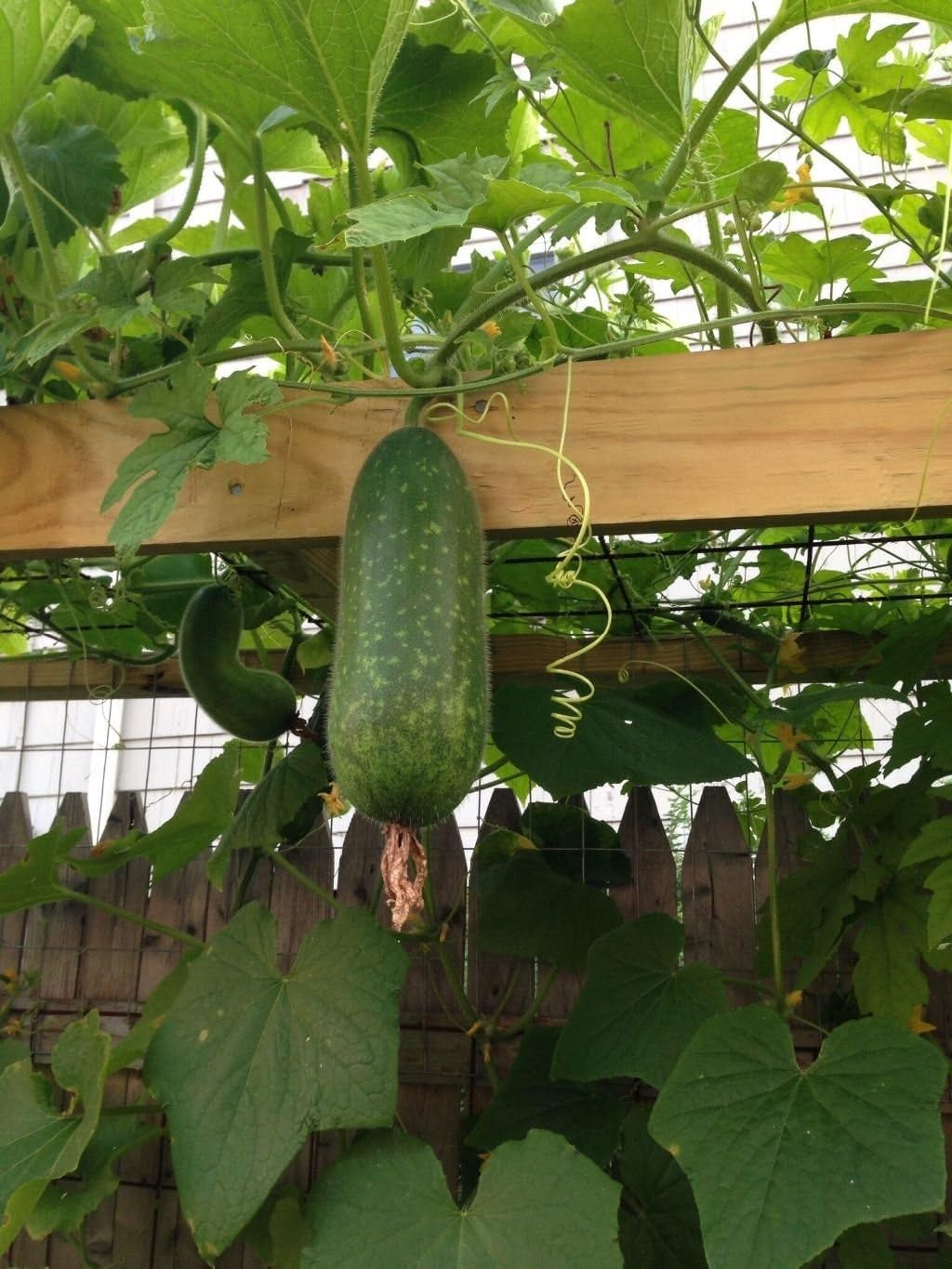 20 SEEDS ASIAN HAIRY GOURD/WAX GOURD/ BI DAO/ MOKWA LONG/ FUZZY GOURD SEEDS