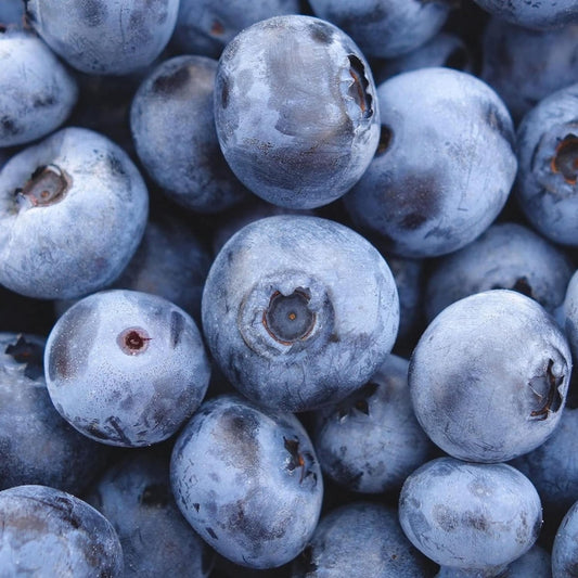 50 BLUEBERRY Northern Highbush Mix (Pre-Stratified) Fruit Bush Vaccinium Corymbosum Seeds