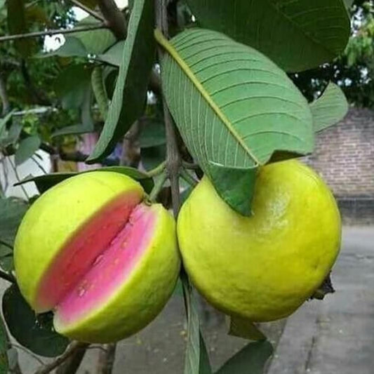 Seeds Psidium Guajava Pink Guava - 75 Seeds - Fresh 2023 Seeds - Organic Fresh Seeds for Planting - Live Seeds
