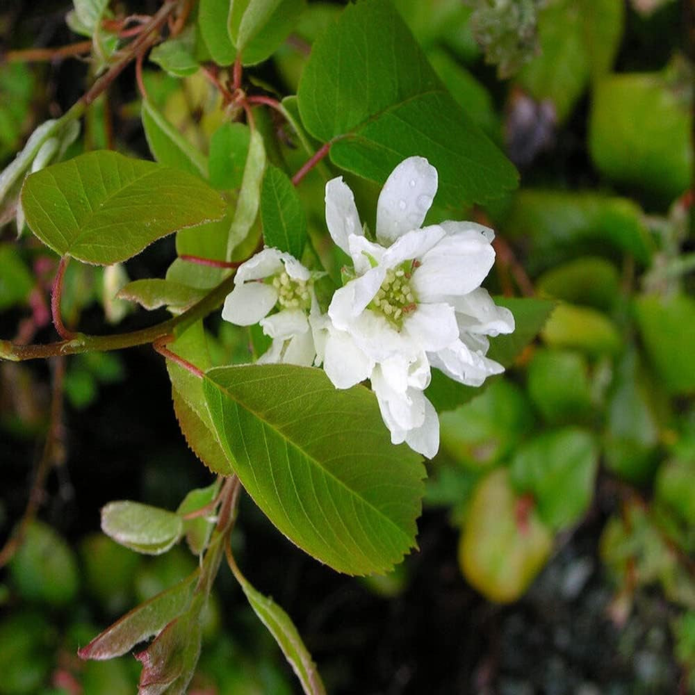 20 Seeds Saskatoon Serviceberry - Amelanchier Alnifolia - Organic Fresh 20 Seeds for Planting - Seeds for Home and Garden