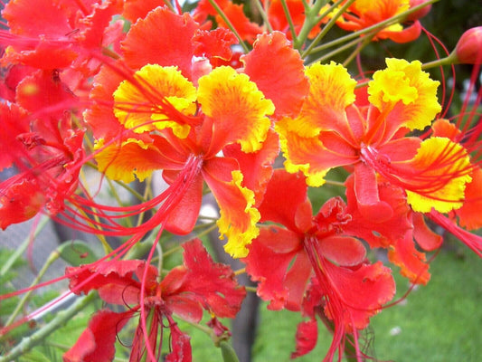 Red Bird of Paradise Caesalpinia Pulcherrima Barbados Peacock Flower Jocad (10 Seeds)