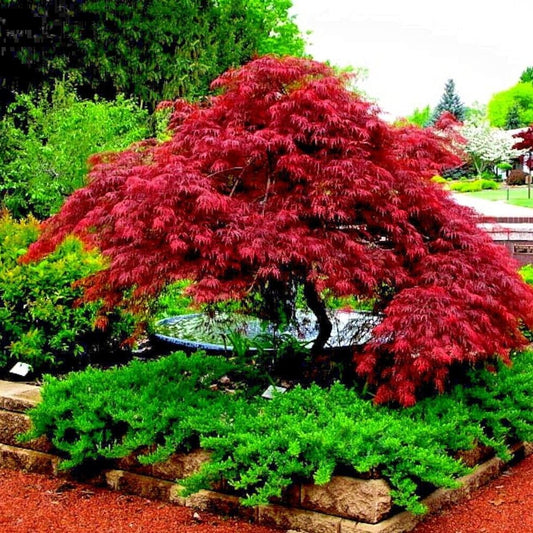 5 Dwarf Japanese Red Linear Leaf Maple Tree Seeds Acer Scolopendrifolium Bonsai - Organic Fresh Seeds for Planting - Live Seeds for Home