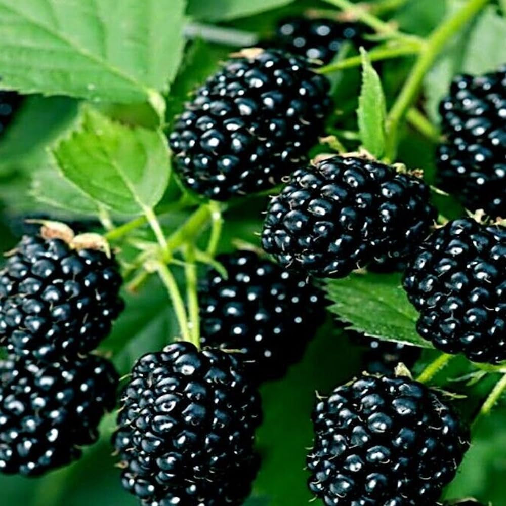 20 Blackberry Bush Seeds (Rubus Allegheniensis) Garden Fruit Plant - Organic Fresh Seeds for Planting - Live Seeds