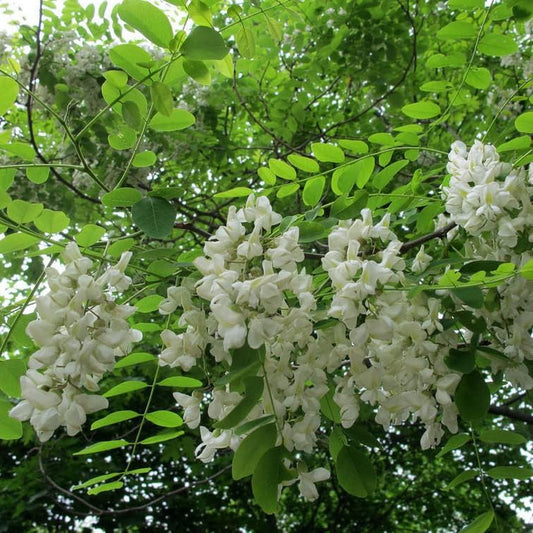 50 Seeds Flower Black Locust (Robinia Pseudoacacia) - Black Yellow Locust False Acacia Tree Seeds