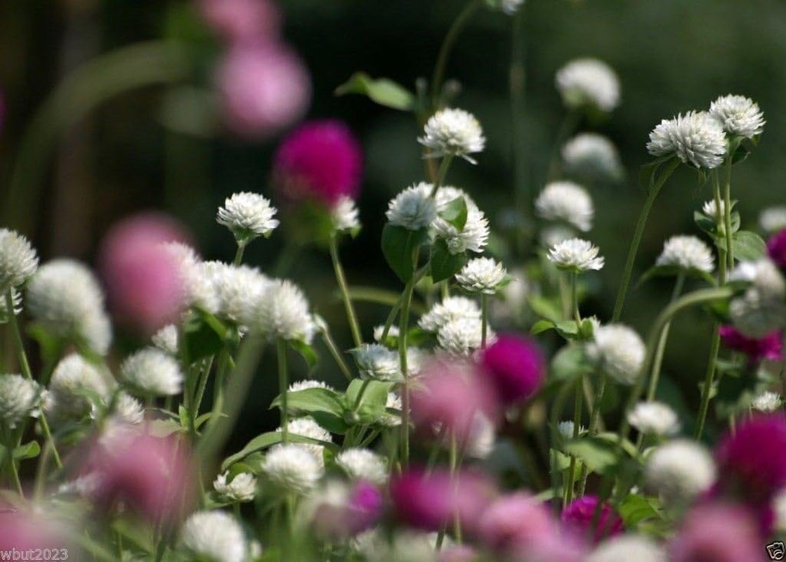 Globe Amaranth Mix Color ~ White, Pink, Rose, Salmon,And Purple. 50 Seeds.