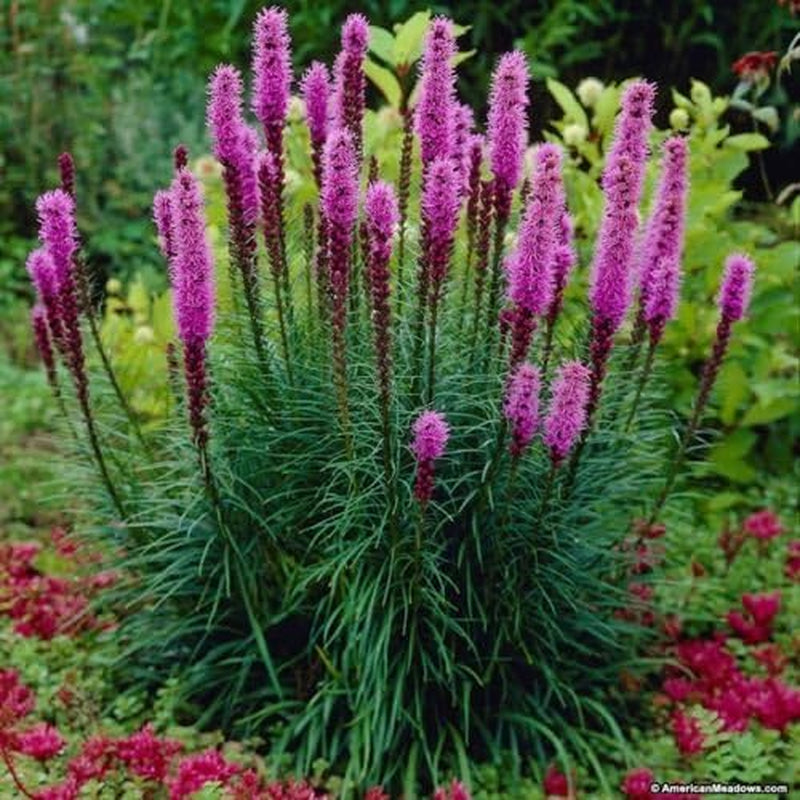 150+ Marsh Blazing Star Gay-Feather American Native Wildflower Seeds Butterflies