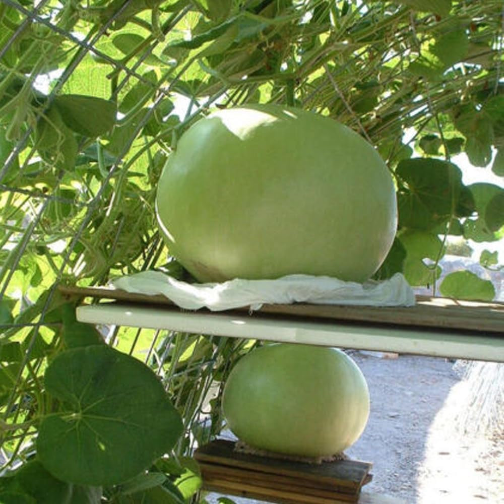 5 Seeds Giant Bushel Gourd Seeds Fruit up to 100 Lbs for Basket Arts Crafts - Organic Fresh Seeds for Home and Garden - Seeds for Planting