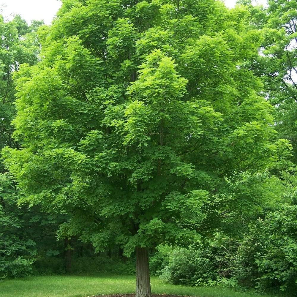 20 Seeds Sugar Maple Tree- Acer Saccharum Southern - Organic Fresh Seeds Tree for Planting in Garden - Fresh Tree Seeds for Aesthetic