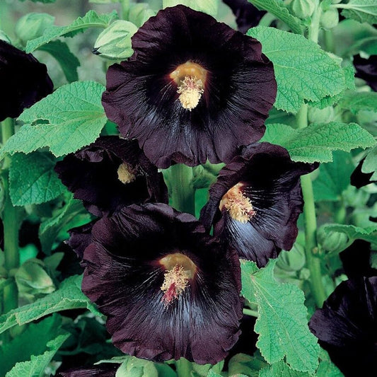 30 Seeds Black Hollyhock Flower - Live Organic Fresh Seeds Foor Planting - Seeds for Home and Garden