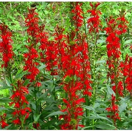Seeds Cardinal Flower Pack of 100 Seeds - Lobelia Cardinalis - F11-100 Seeds