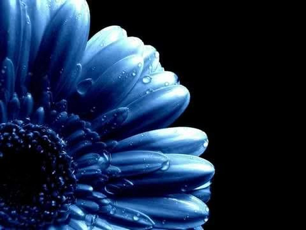 50 the BLUES BLUE DAISY FELICIA Heterophlla Kingfisher Flower Seedscomb S/H