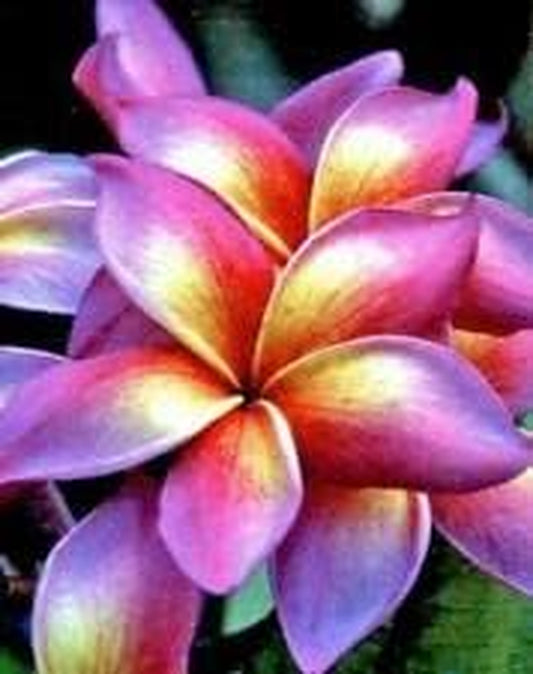 5 Bright Pink Yellow Orange Plumeria Seeds Plants Flower (TJ) Perennial Seed , Fresh Seeds
