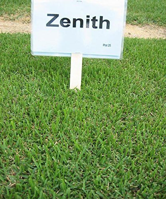Zenith Zoysia (Zoysia Zenith) Grass Seeds 1/8 Lb